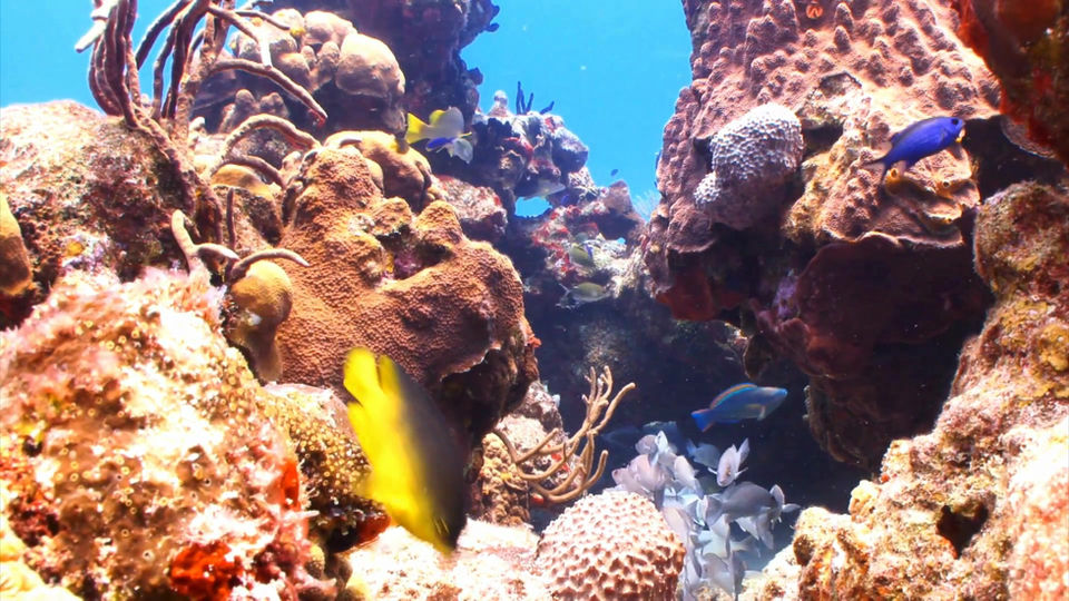 Connecting with Nature - Under the Sea